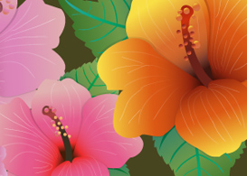 Hibiscus Flowers - Free Vectors