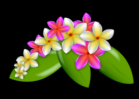 Plumeria Vector Flowers - Free Vectors