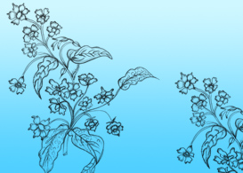 Sketchy Flowers  Free Vectors