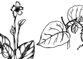 Sketchy Plants  Free Vectors